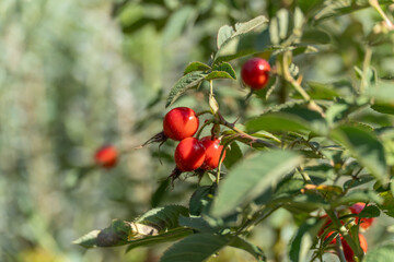 Rosehips in a cluster of branches. Three rosehips shine in the sun, hanging close together. Their shine and the sharpness of their thorns are clearly visible.