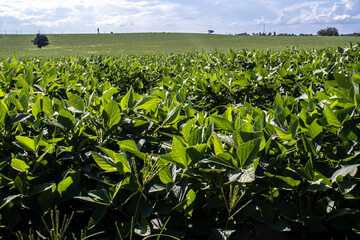 Rural landscape with fresh green soy field. Soybean field, in Brazil.
