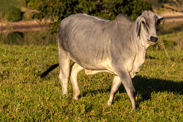 Zebu Nellore cow in the pasture area of a beef cattle farm in Brazil