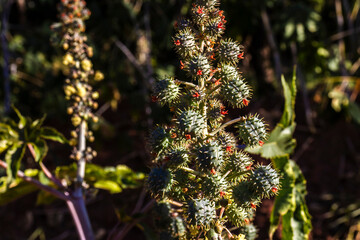 Castor beans plant on field in Brazi ricinus communis seeds and flowers with selective focus