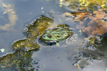 Frog in shallow water. A frog sits half-submerged on algae and rocks. The texture of its skin and the surroundings are clearly visible.