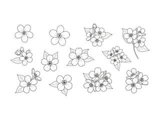Floral Sketch: Delicate outlines of blossoms and leaves grace a pristine, minimalist canvas, inviting artistic exploration and creative expression.