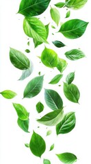 Fresh Green Leaves Falling in a Beautiful Cascade on a Bright White Background for Nature and Wellness Themes