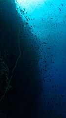 Underwater photo of school of fish at a coral reef. From a scuba dive in Thailand.
