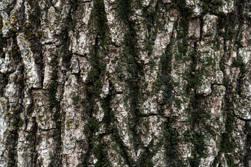 bark of old deciduous tree close-up. texture. abstract background