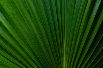 green palm leaf