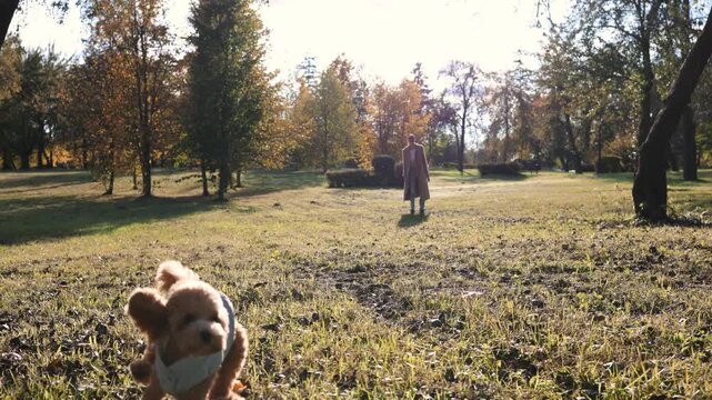 Toy poodle pet joyfully walking through an autumn park, surrounded by colorful foliage and golden sunlight, creating a serene and vibrant outdoor atmosphere