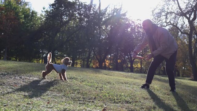 Toy poodle dog joyfully playing fetch with owner in vibrant autumn park, surrounded by colorful foliage and warm sunlight, capturing the essence of outdoor fun and companionship