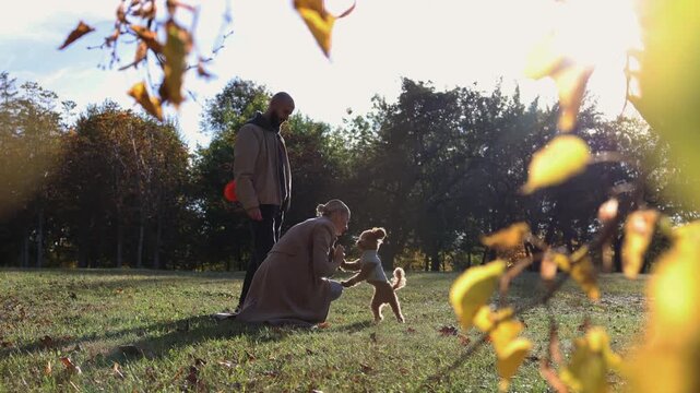 Toy poodle joyfully playing in autumn park, surrounded by colorful leaves, with a couple enjoying a delightful moment, showcasing the beauty of nature and companionship