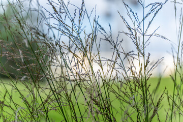 Delicate Grasses in Backlight. Delicate blades of grass dance delicately in the wind and are illuminated by the soft light. The background shows a diffuse summer landscape.