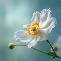 Obraz premium White anemone flower garden closeup, soft background, nature serenity, design element