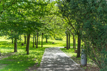 Tree-lined avenue with path. A shady path leads through an avenue of young trees. Sunlight falls through the canopy onto the ground.