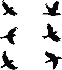 Bird silhouette collection, flying bird poses, wing spread clipart, black flight PNG, avian anatomy vector, dynamic motion design, wildlife illustration, aerial posture set.