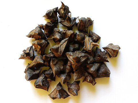 Water caltrop (Trapa natans) dried fruits 1
