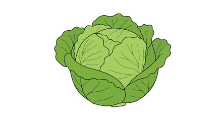 Obraz premium Green cabbage illustration. Layers of leafy texture in a spherical, isolated design