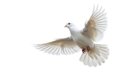 Obraz premium A pristine white dove gracefully soaring with outstretched wings against a pure white background, symbolizing peace.