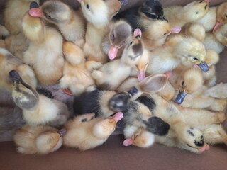 chicks in a basket newborn top view