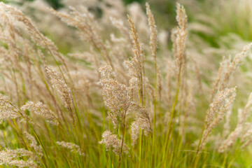 Fluffy Grasses in Close-Up. Soft, cream-colored grasses with fine seed heads are the focus. The scene appears calm, airy, and natural.