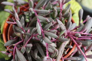 Senecio Othonna capensis Ruby Necklace starzec © Perovskia