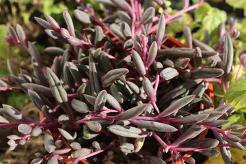 Senecio Othonna capensis Ruby Necklace starzec © Perovskia