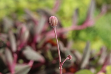 Senecio Othonna capensis Ruby Necklace starzec © Perovskia