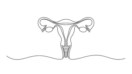 Female reproductive system continuous line drawing vector illustration