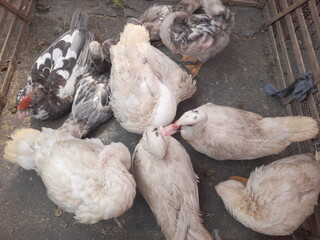 A group of ducks is gathered inside a cage with visible wire or wooden enclosure panels.