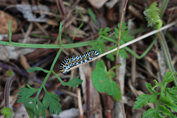 Swallowtail caterpillar of Papilio machaon butterfly eating plant in a sunny day 