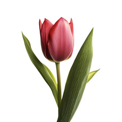 Naklejka premium Tulip Bud.png