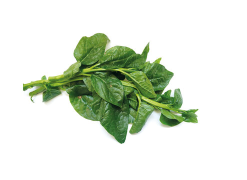 Fresh organic Malabar spinach or Puisak on white background.