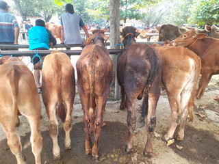 group of cows on the cage in the ranch
