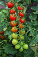 Ripe and unripe red and green cherry tomatoes on branches in the vegetable garden. Tomato plant on summer