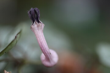 Ceropegia woodii lampion chiński sukulent lisciowy