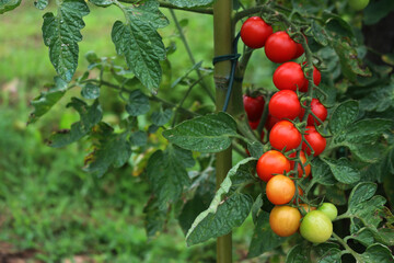 Ripe and unripe red and green cherry tomatoes on branches in the vegetable garden. Tomato plant on summer