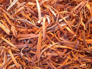 A loosely gathered pile of wood shavings is shown, made up of thin, curled pieces in light beige and tan tones