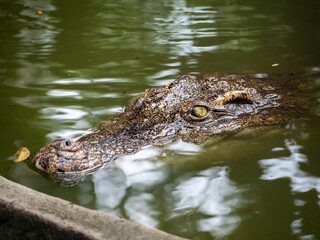 ハノイのトゥーレ公園