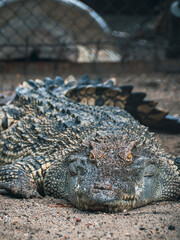 ハノイのトゥーレ公園
