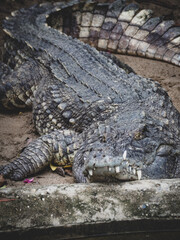 Obraz premium ハノイのトゥーレ公園