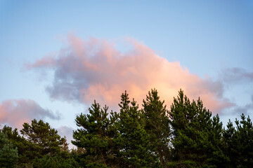 sunset in the forest