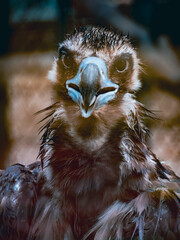 ハノイのトゥーレ公園