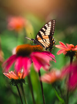 Close up of beautiful swallowtail butterfly on flower in summer.