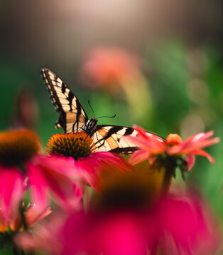 Close up of beautiful swallowtail butterfly on flower in summer.