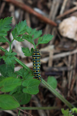 Swallowtail caterpillar of Papilio machaon butterfly eating plant in a sunny day 