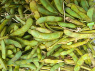 a pile of freshly harvested green soybeans