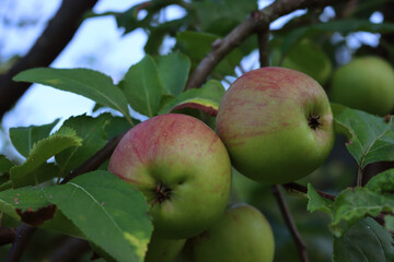 Close-up of red and green Emperor Dallago apples  on branch on tree. Malus domestica