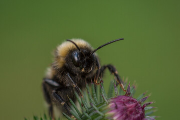 BUMBLEBEE - An a cute hairy insect on a wild plant in its natural environment
