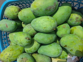 pile of fresh green mangoes that have just been harvested