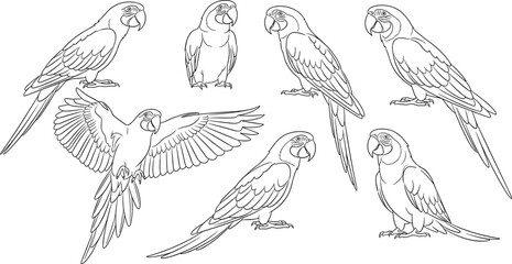 Parrot line drawing, perched parrot sketch, flying bird illustration, tropical parrot pose, exotic bird art, avian anatomy, feather detail, ink artwork