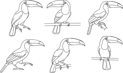 Toucan line drawings, tropical bird sketches, large beak illustration, perched toucan artwork, black and white outline, exotic bird poses