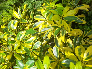 A vibrant green plant captured in close-up